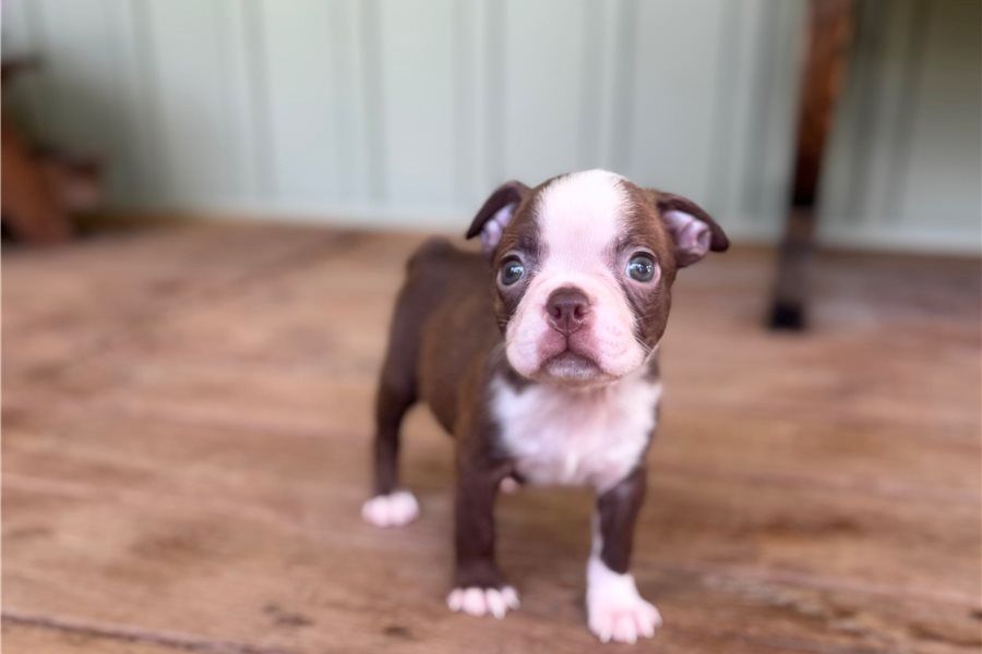 Reinrassige Boston Terrier Welpen