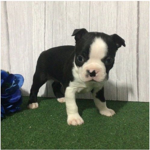 Reinrassige Boston Terrier Welpen