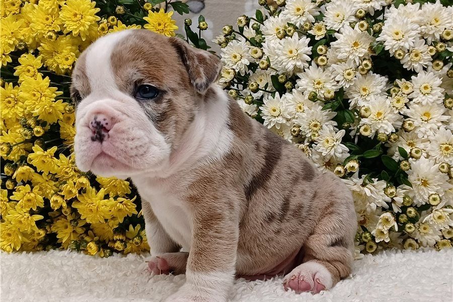 Reinrassige Englische Bulldoggen welpen