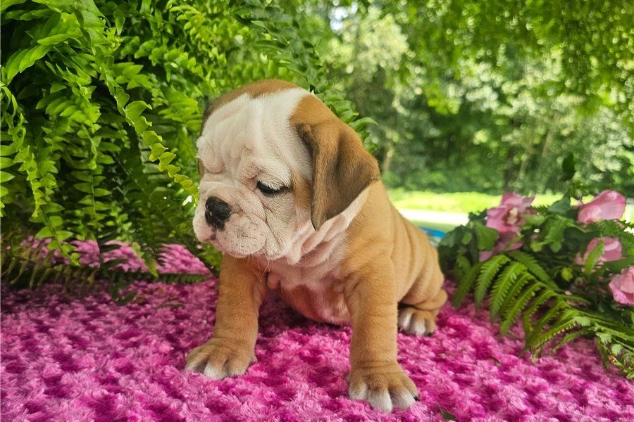 Reinrassige Englische Bulldoggen welpen