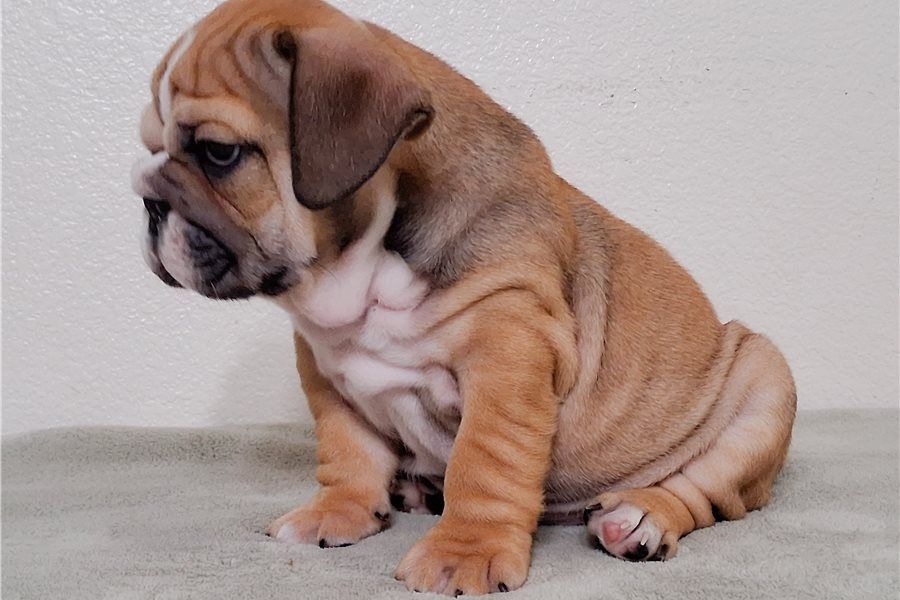 Reinrassige Englische Bulldoggen welpen
