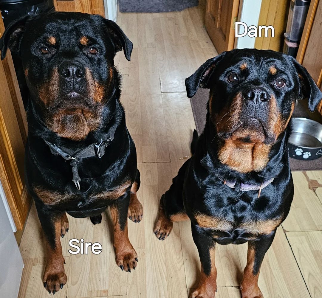 Schäferhund-Welpen suchen ein liebevolles Zuhause