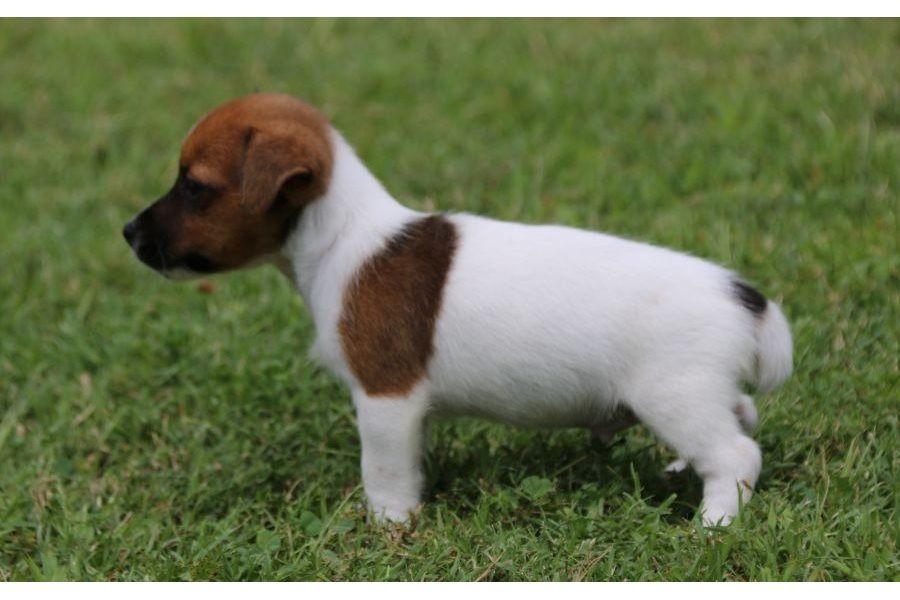 Reinrassige Jack Russell Terrier welpen