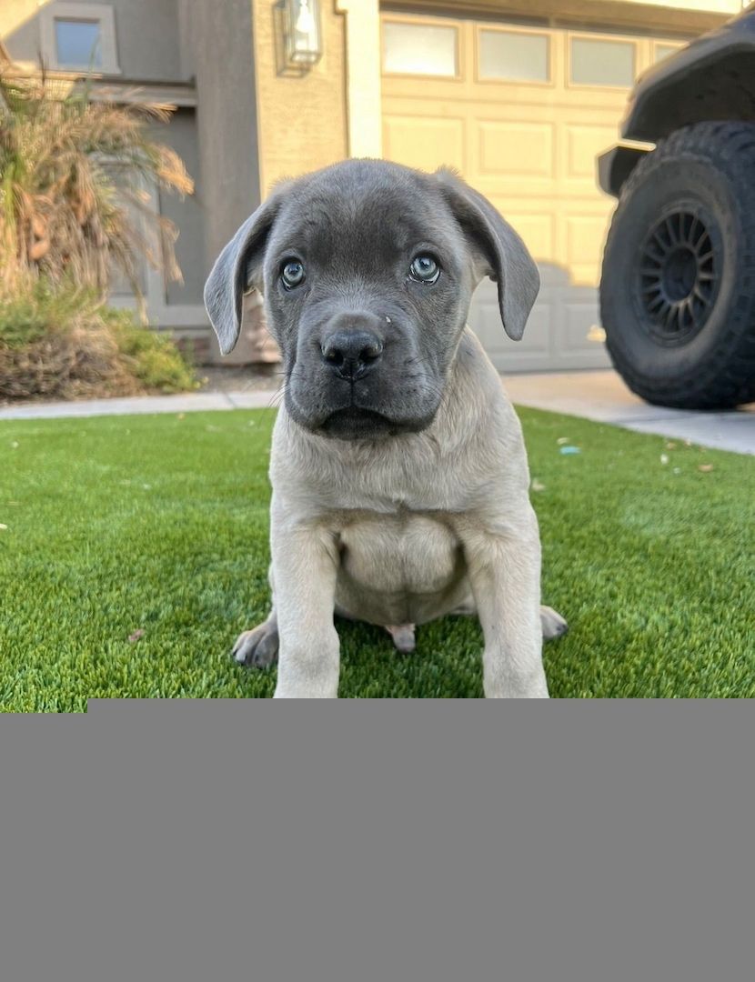 Cane-Corso-Welpen. WhatsApp: +44 7469 456352