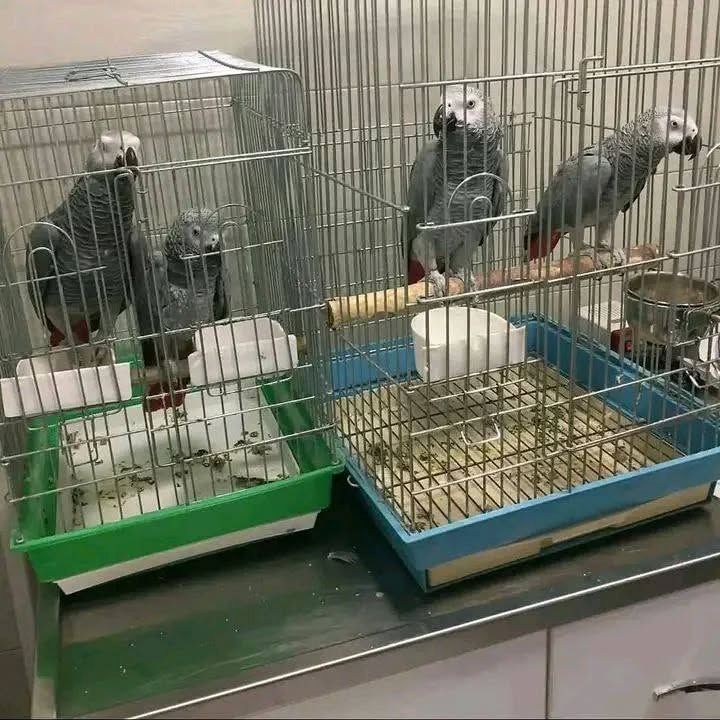 Paar Graupapageien sucht ein neues Zuhause 🦜