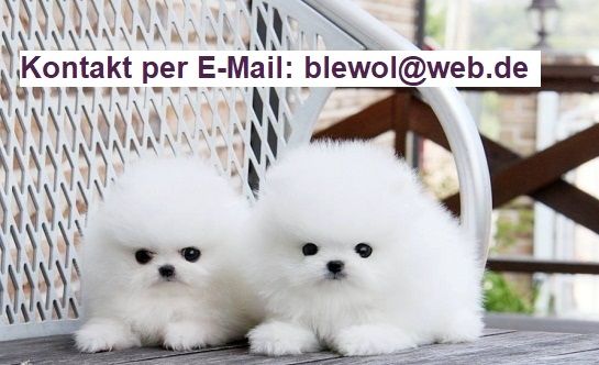 MINI ZWERGSPITZ POMERANIAN BOO WELPEN ZUM VERSCHENKEN