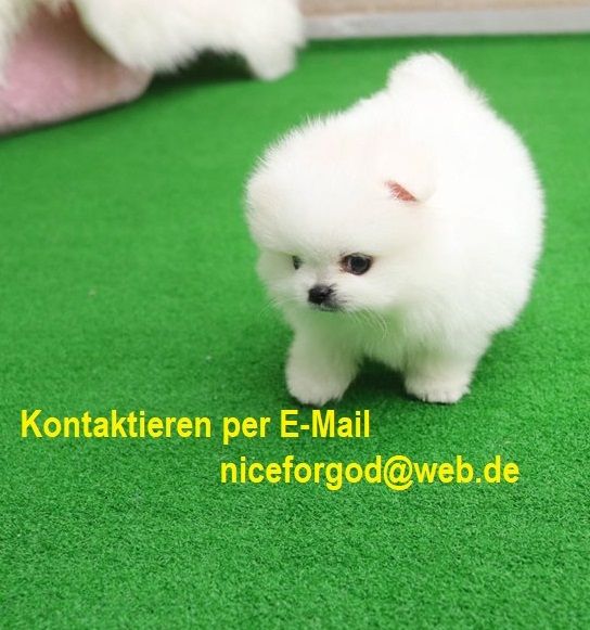 Mini Pomeranian Zwergspitz welpen