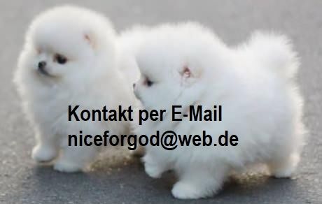 Zwergspitz  Pomeranian-Welpen verfügbar