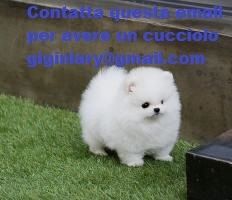 Pomeranian-Welpen verfügbar