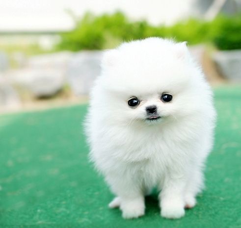 Reinrassige Zwergspitz Pomeranian welpen mit Stammbaum-Ahnentafel