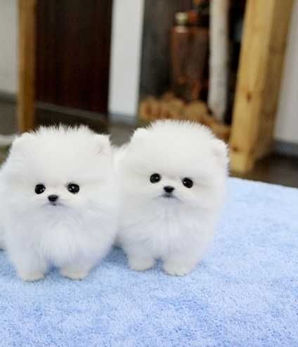 süßer, Zwergspitz-Pomeranian Welpen