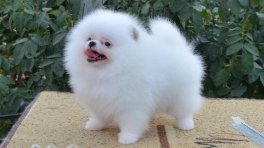 Zwergspitz Pomeranian (mini Welpen )