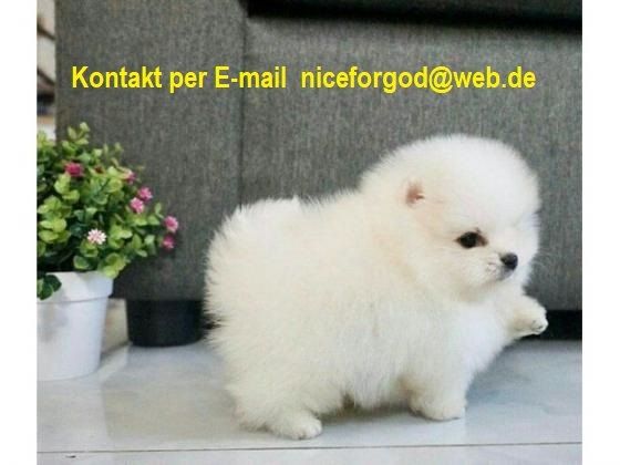 Reinrassige Pomeranian welpen
