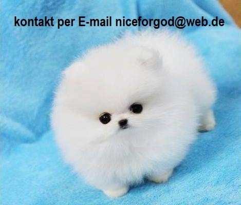 Reinrassige Mini Pomeranian welpen