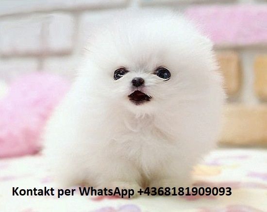 Zwergspitz  Pomeranian-Welpen verfügbar