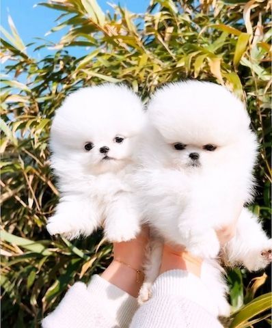 Zwergspitz Pomeranian-Welpen mit Stammbaum bereit