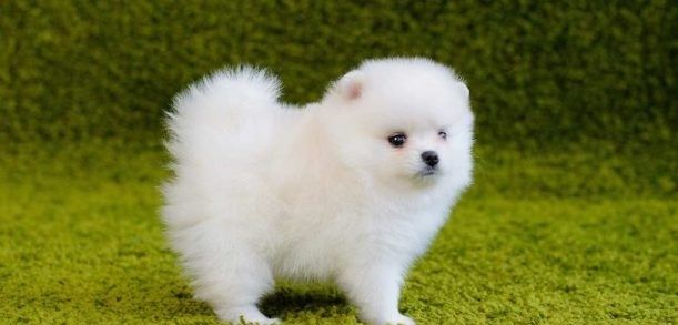 Pomeranian Zwergspitz Welpen Boo