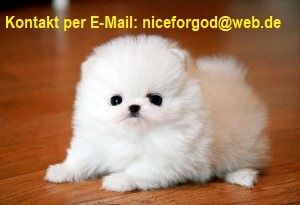 Reinrassige Pomeranian welpen