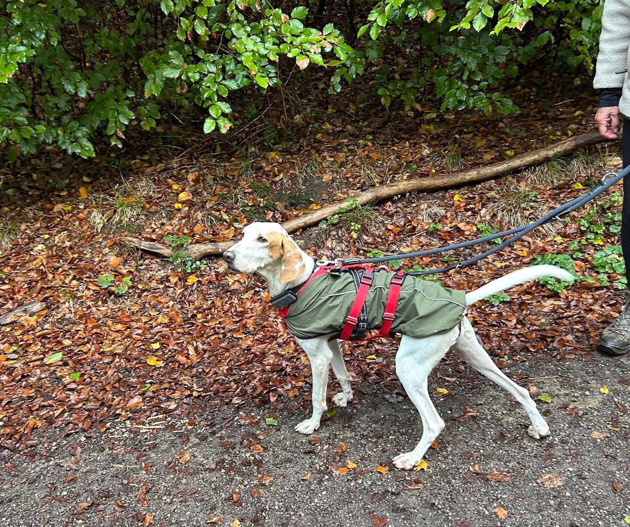 Monty (Schon auf Pflegestelle in Deutschland)
