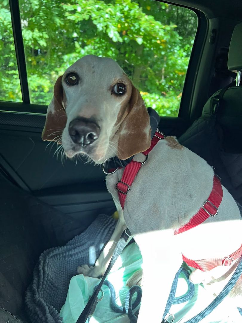 Monty (Schon auf Pflegestelle in Deutschland)