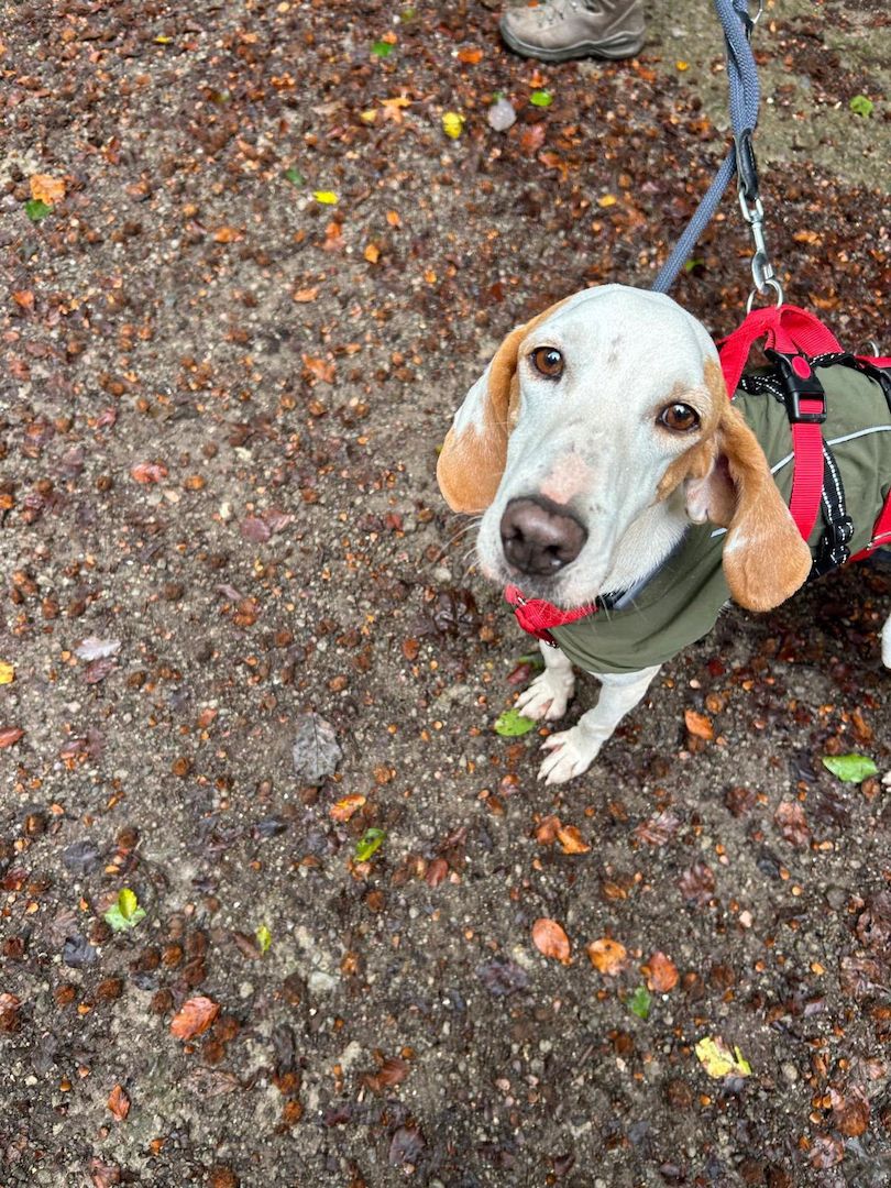Monty (Schon auf Pflegestelle in Deutschland)