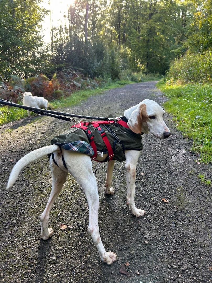 Monty (Schon auf Pflegestelle in Deutschland)