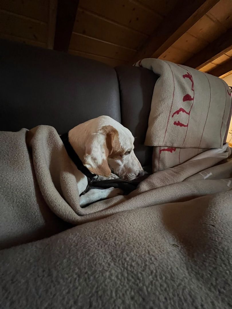 Monty (Schon auf Pflegestelle in Deutschland)