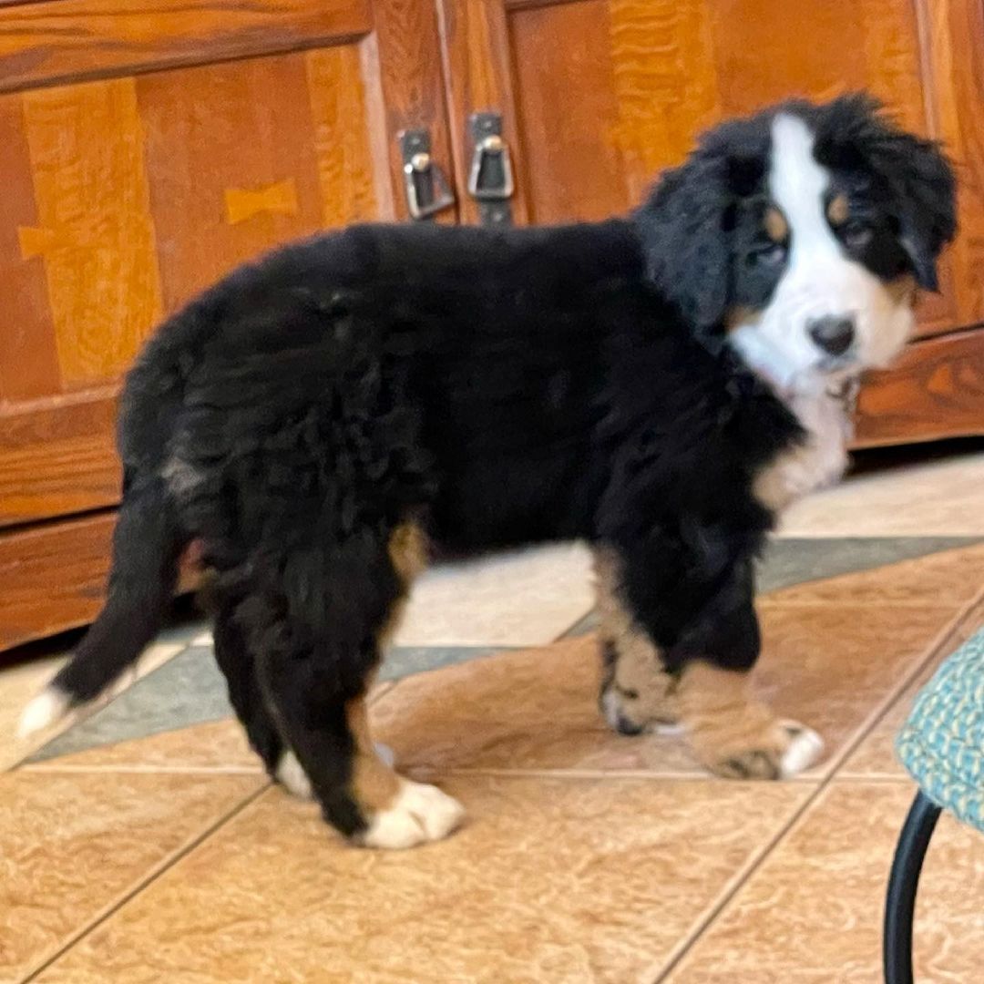 🐾 Berner Sennenhund-Welpen 🐾