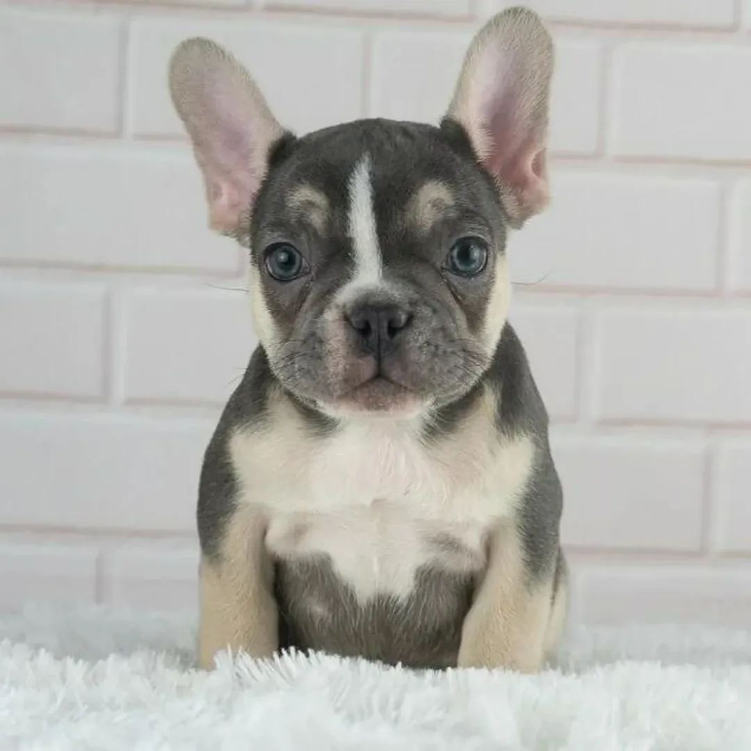 🐾 Französische Bulldoggen-Welpen 🐾
