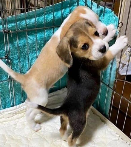 Reinrassige Beagle-Welpen (Rüden und Hündinnen)