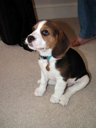 Reinrassige Beagle-Welpen (Rüden und Hündinnen)