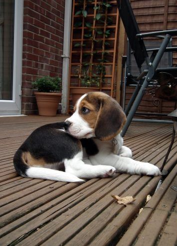 Fröhliche & gesunde Beagle-Welpen zu verkaufen – freundlich, neugierig und voller Liebe