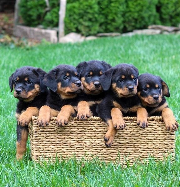 🐾 Rottweiler-Welpen 🐾