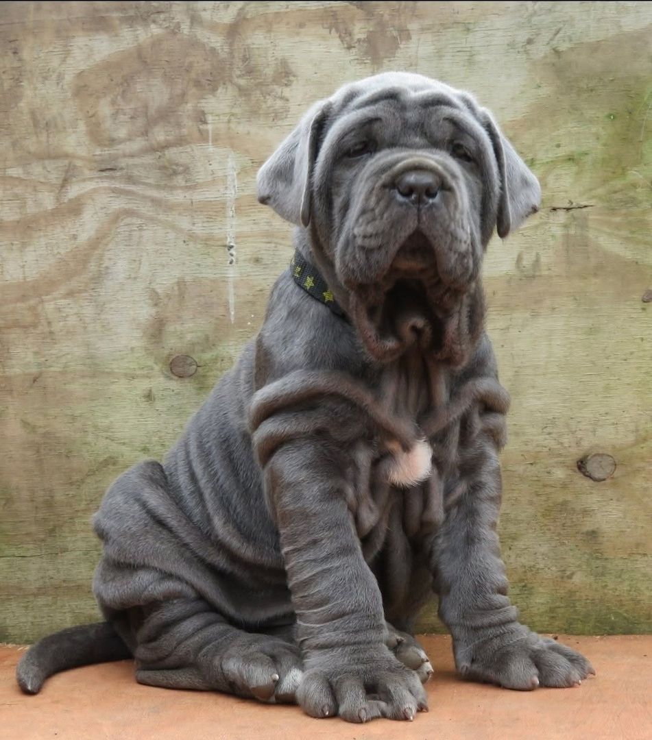 🐾 Welpen der Rasse Mastino Napoletano 🐾