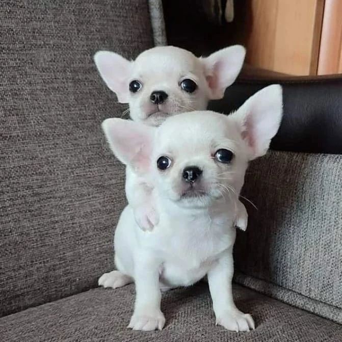🐾 Chihuahua-Welpen 🐾