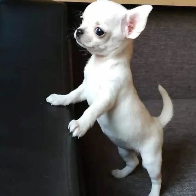🐾 Chihuahua-Welpen 🐾