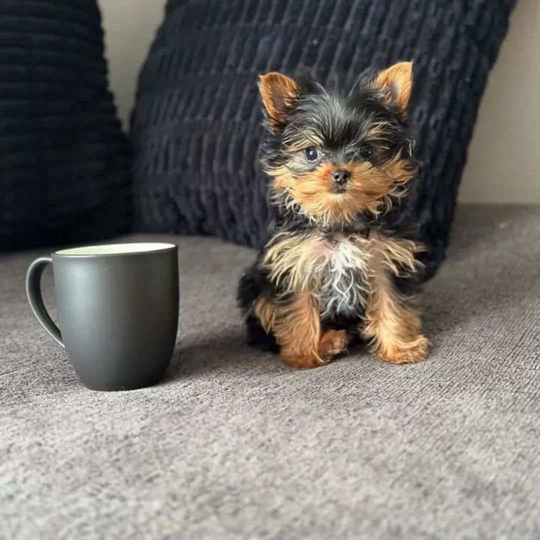 🐾 Yorkshire-Terrier-Welpen 🐾