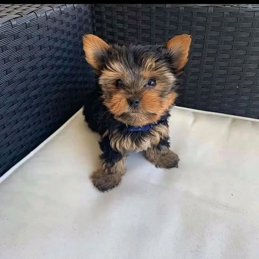 🐾 Yorkshire-Terrier-Welpen 🐾