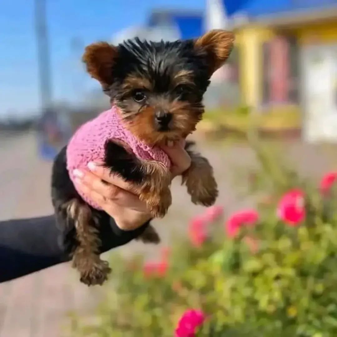 🐾 Yorkshire-Terrier-Welpen 🐾