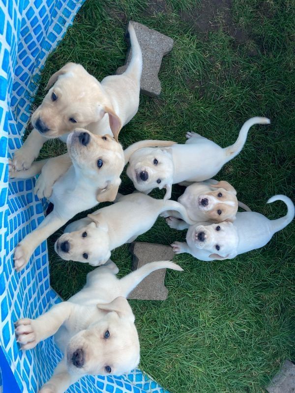 Golden-Retriever-Welpen