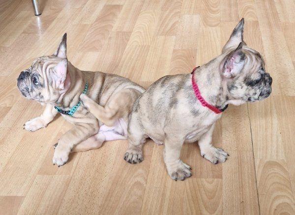Super Französische Bulldogge Welpen zu verkaufen