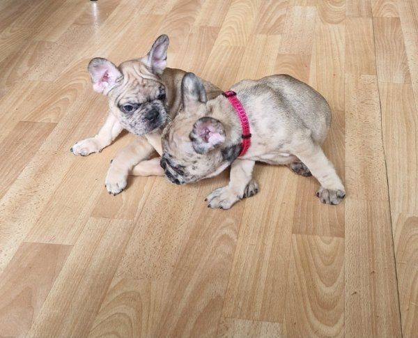 Super Französische Bulldogge Welpen zu verkaufen