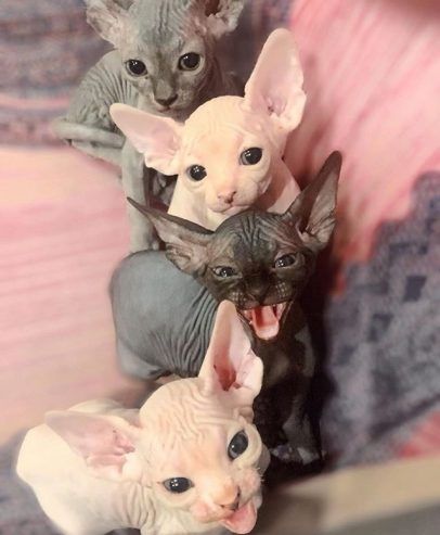 Bezaubernde Sphynx-Kätzchen