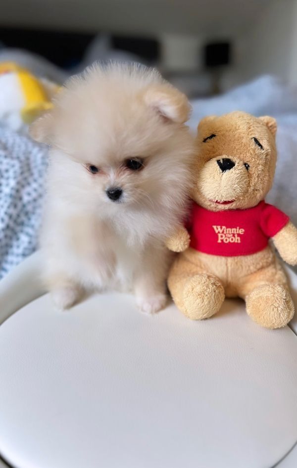 Pomeranian Zwergspitz