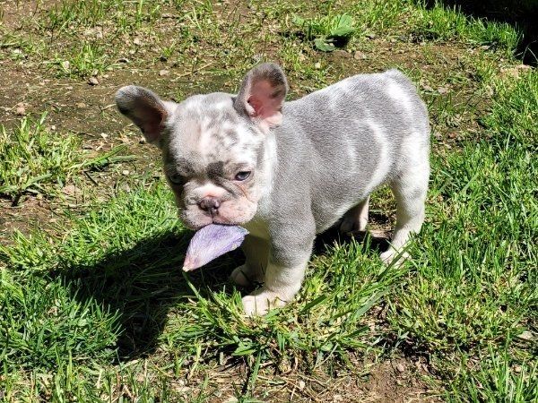 Französische Bulldoggen Welpen