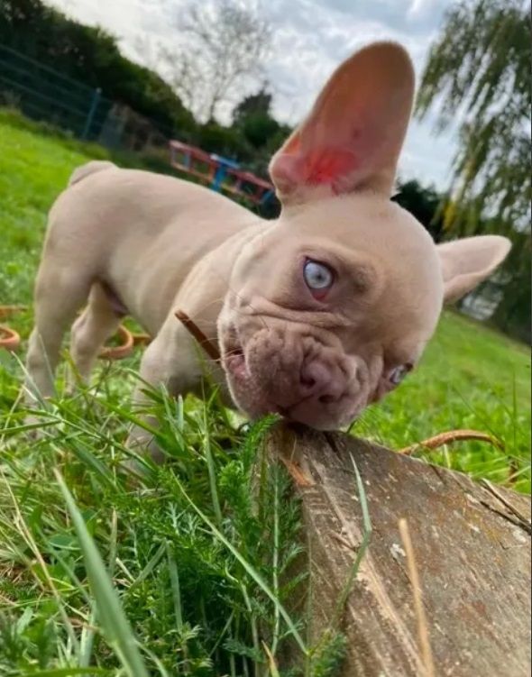 Französische Bulldoggen Welpen
