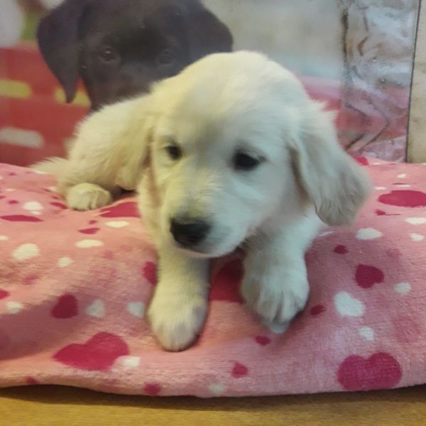 Wunderschöne Golden Retriever