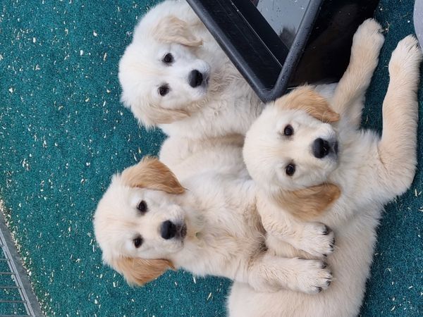 Wunderschöne Golden Retriever