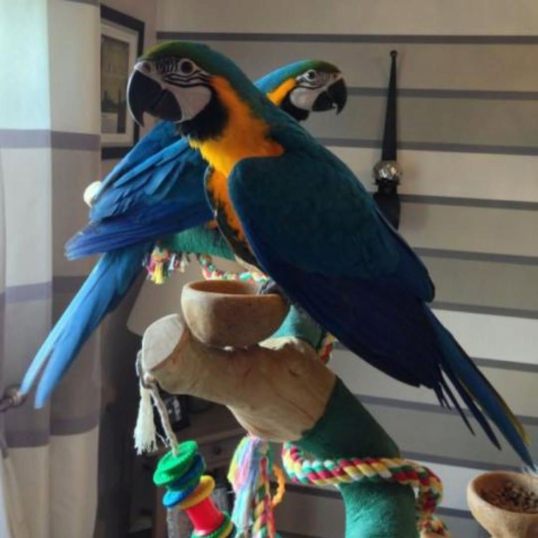 Paar Gelbbrustaras