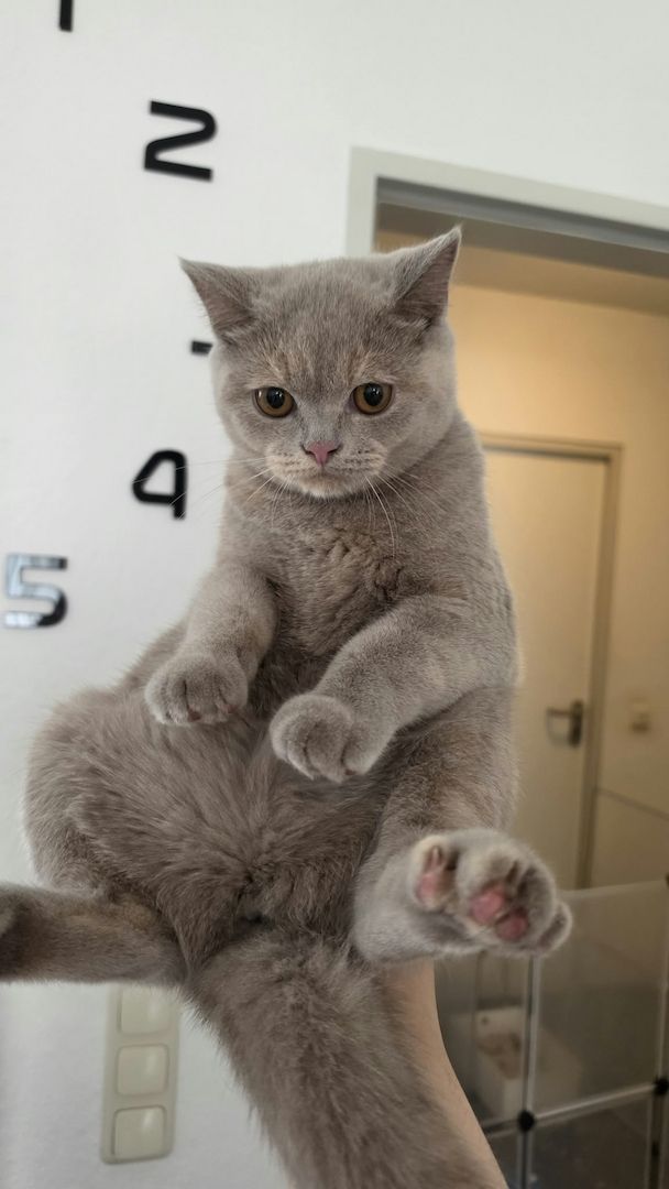 Drei liebe BKH Jungkatzen suchen ein neues Zuhause!